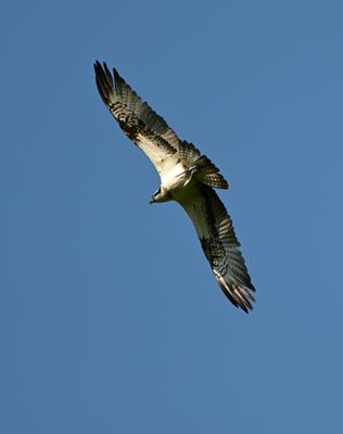 Osprey
