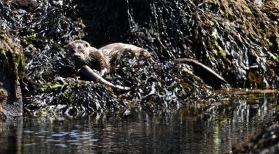 Otter