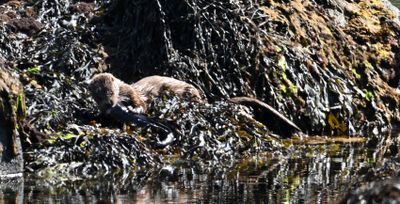 Otter
