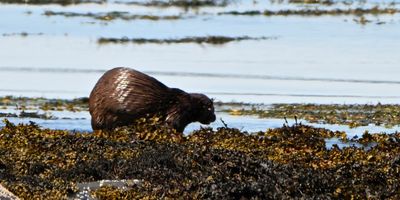 Otter