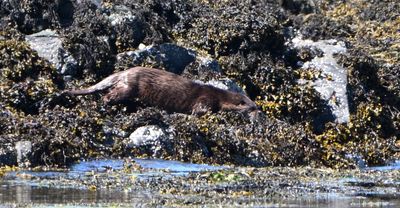Otter