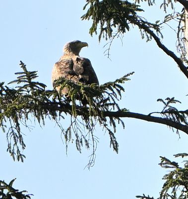 White-tailed Eagle