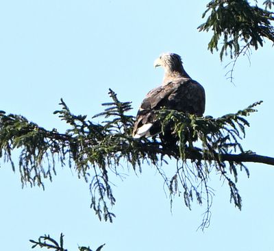 White-tailed Eagle