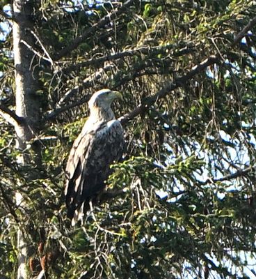 White-tailed Eagle