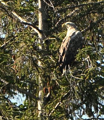 White-tailed Eagle