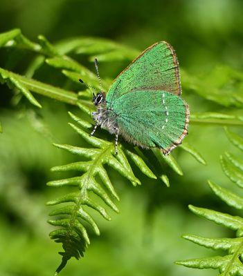 Green Hairstreak