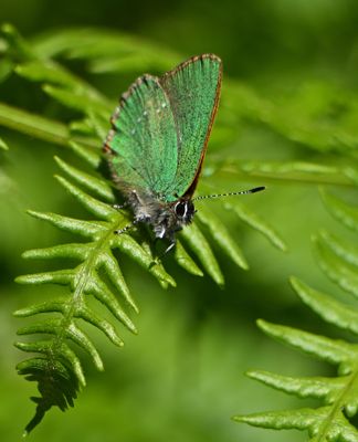 Green Hairstreak