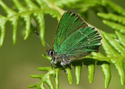 Green Hairstreak