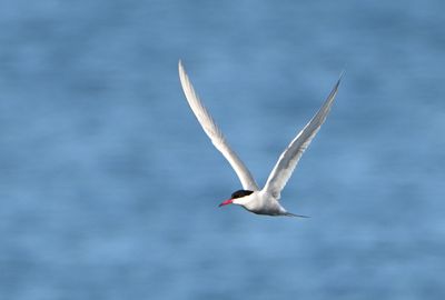 Arctic Tern