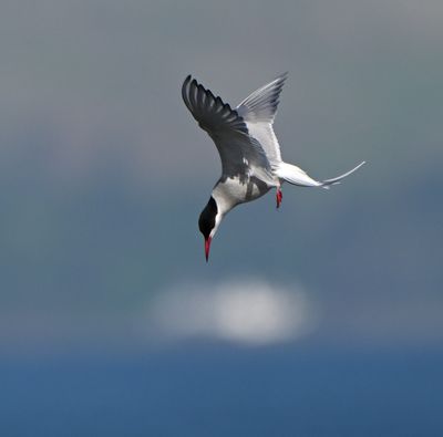 Arctic Tern