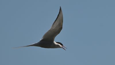 Arctic Tern