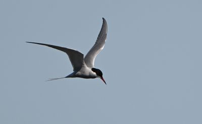 Arctic Tern