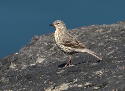 Rock Pipit