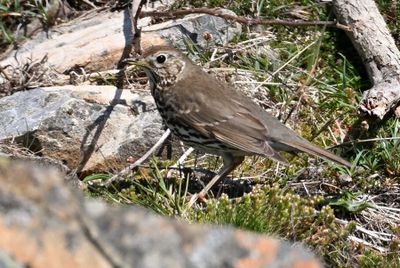 Song Thrush