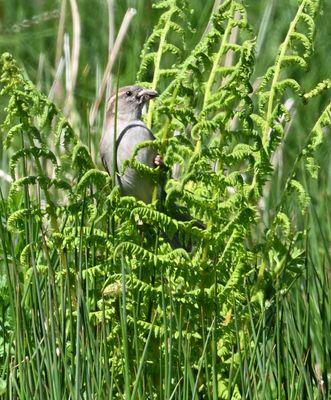 House Sparrow