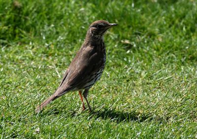 Song Thrush