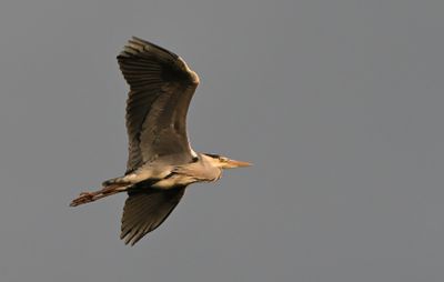 Grey Heron