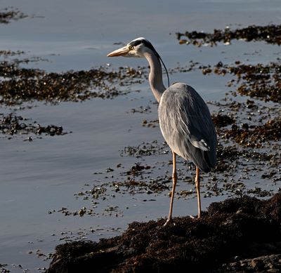 Grey Heron