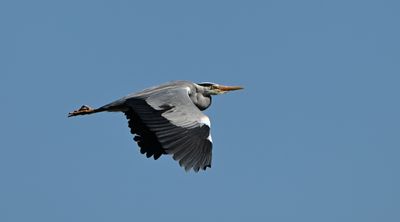Grey Heron