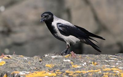 Hooded Crow