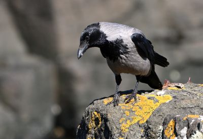 Hooded Crow