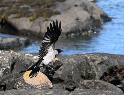 Hooded Crow