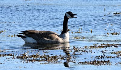 Canada Goose
