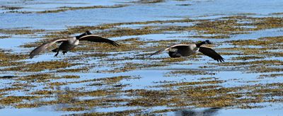 Canada Goose