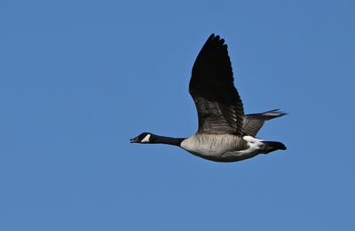 Canada Goose