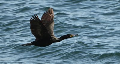 Shag