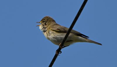 Willow Warbler