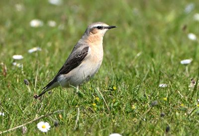 Wheatear