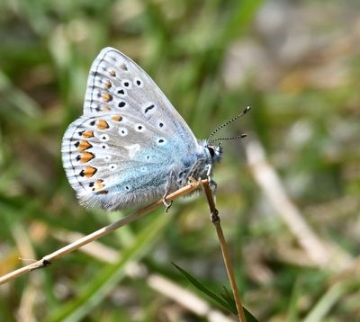 Common Blue