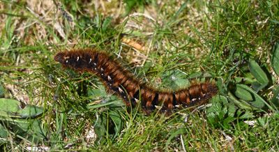 Northern Eggar caterpillar