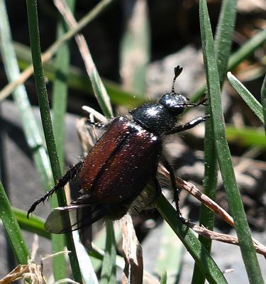 Garden Chafer
