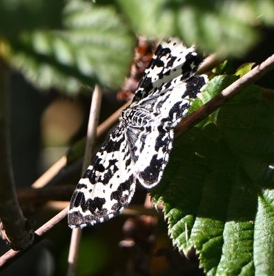 Argent and Sable Moth