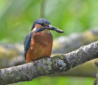 Kingfisher