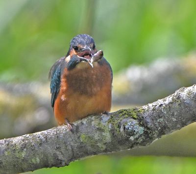 Kingfisher