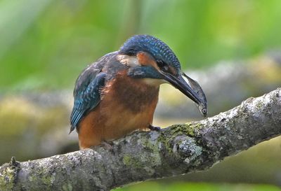 Kingfisher