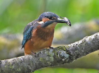 Kingfisher