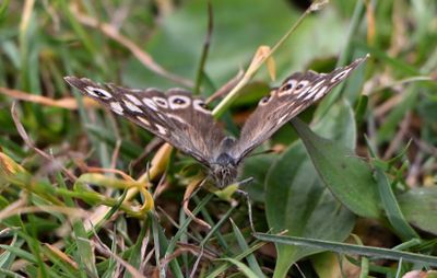 Speckled Wood
