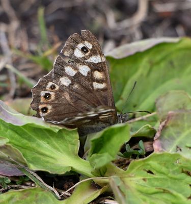 Speckled Wood