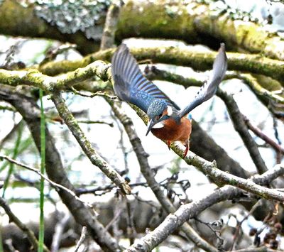 KIngfisher