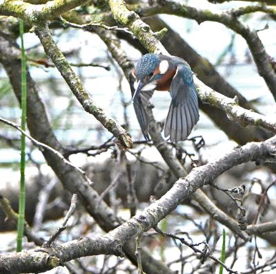 Kingfisher