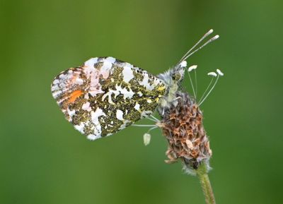Orange-tip male