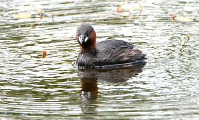 Little Grebe