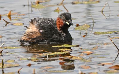 Little Grebe