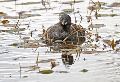 Little Grebe
