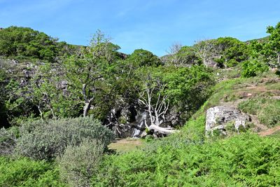 Eas Fors Waterfall