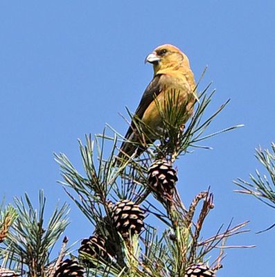 Crossbill